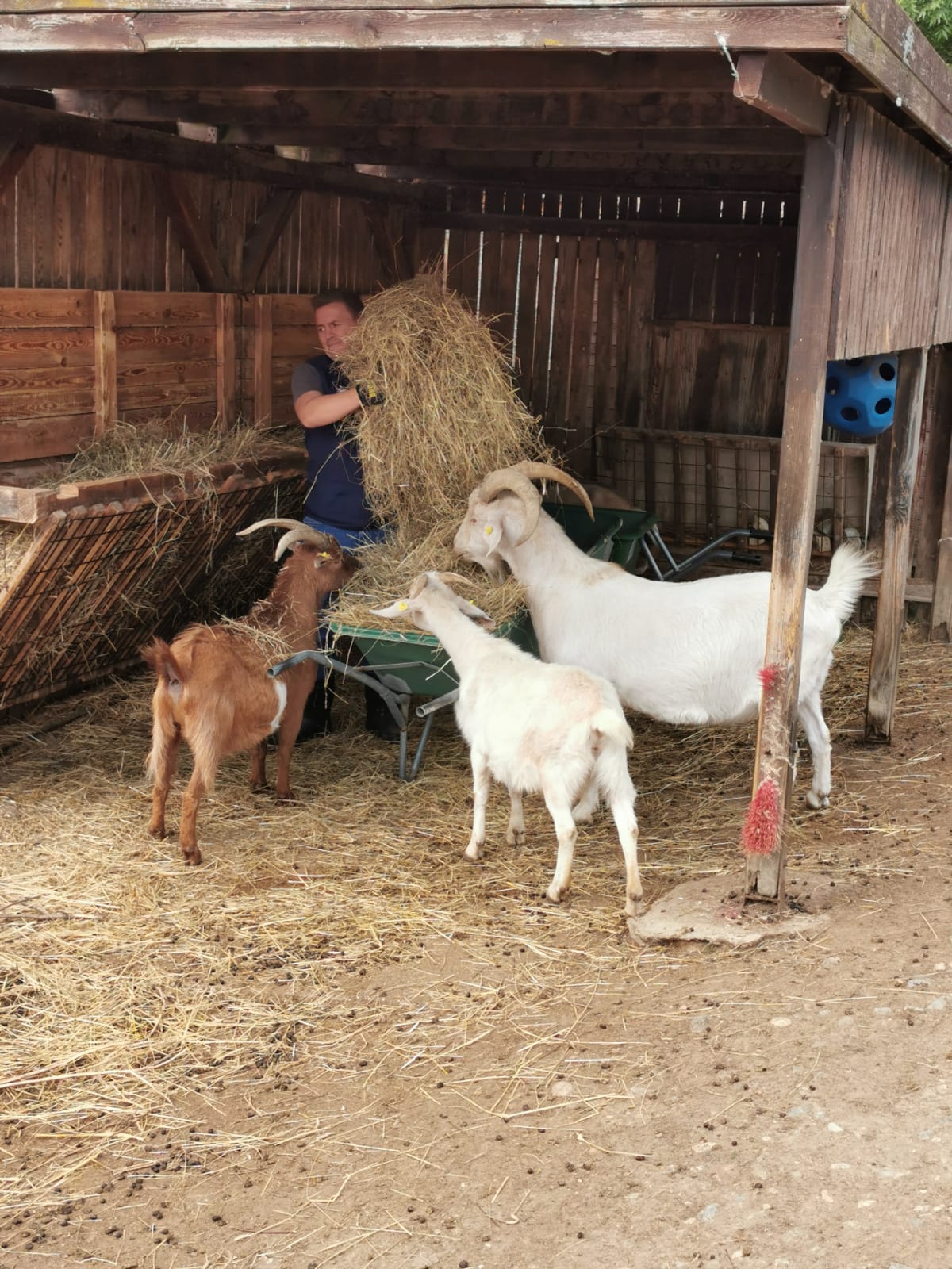 Mitarbeit bei Tierschutz Austria