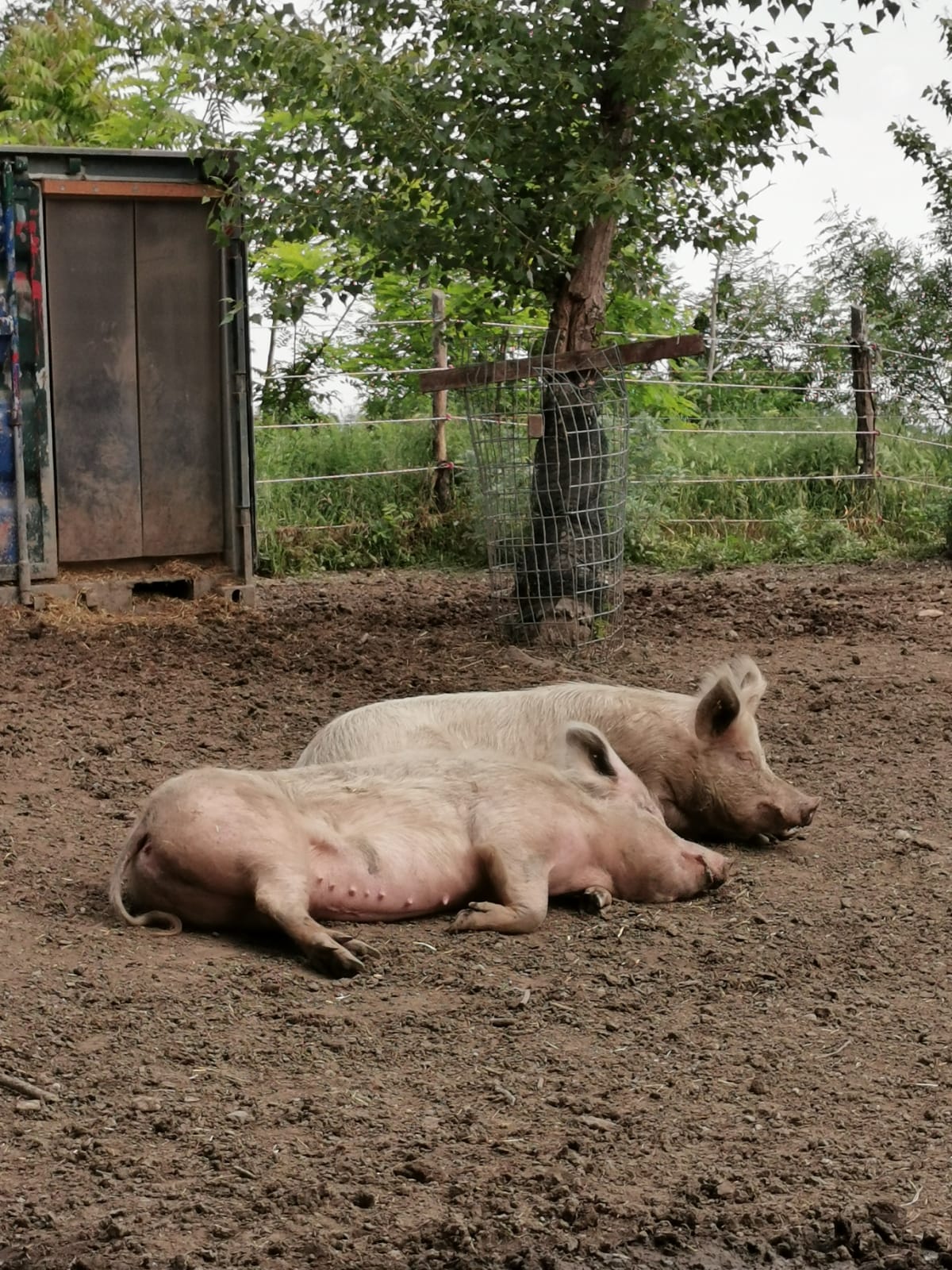 Schweine im Tierschutz Austria