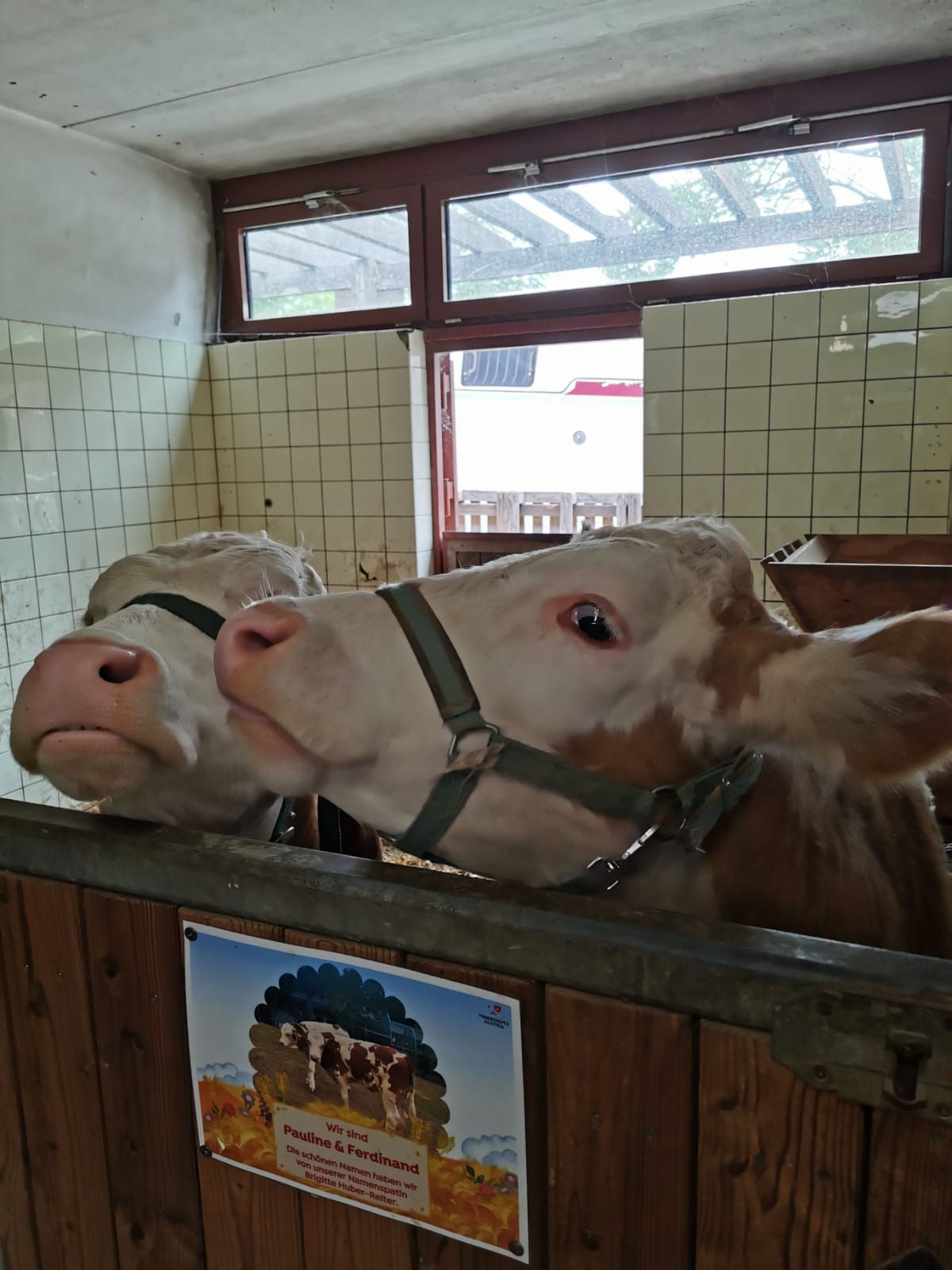 Kühe imTierschutz Austria