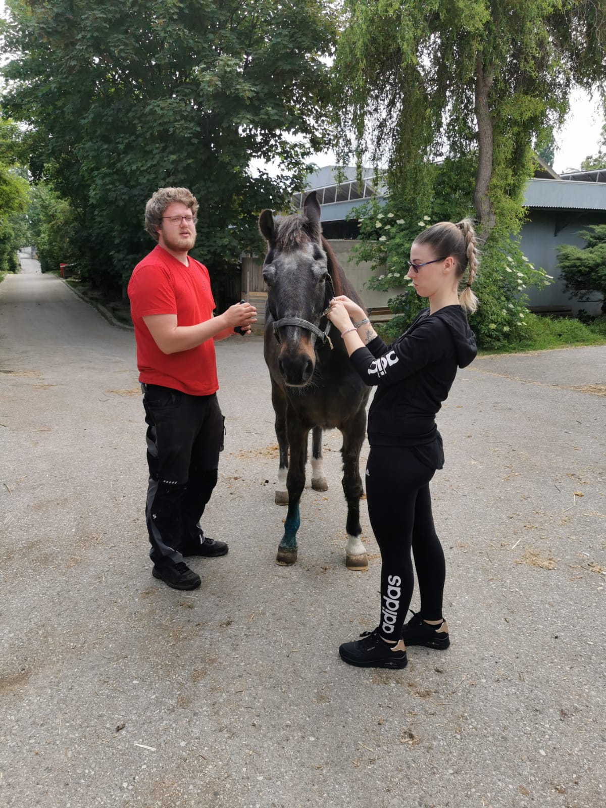 Mitarbeit bei Tierschutz Austria